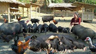 "Welcome 5 1 month old Piglets - Harvesting Cauliflower to Sell at Market | Trieu Mai Huong".