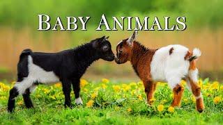 Baby Animals - Amazing World Of Young Animals | Scenic Relaxation Film