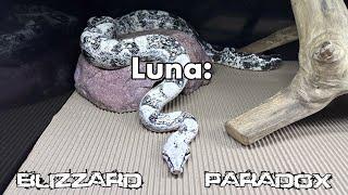 Luna: Blizzard Paradox Boa Imperator