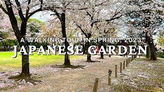 A Walk around Kumamoto Castle Town & Suizenji Japanese Garden in Spring, 2023 |Japan Cherry Blossoms