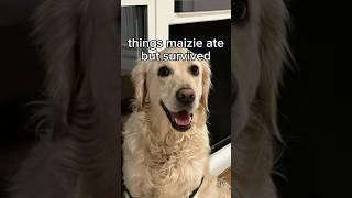 IM A SURVIVOR  | #shorts #dog #funny #goldenretriver #goofyahh #orangecatbehavior #silly