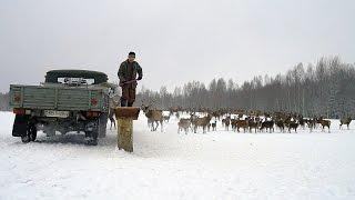 Подкормка оленей зимой. Feeding Deer in winter.