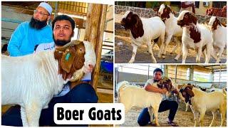 Stud Quality African Boer Goats (Andul & Khassi) at Silver Agro & Livestock Goat Farm