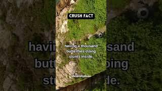  Crushing on someone is like... #crushlovestatus #crushlove #crushfacts