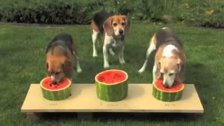 Dog Watermelon Eating Contest   VERY JUICY!!!!