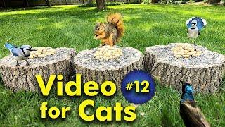 TV for Cats | Backyard Bird and Squirrel Watching | Video 12