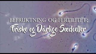 Befruktning Og Fertilitet: Friske Og Dårlige Sædceller