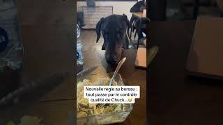Comment ça il est gourmand ? #funny #humour #dog #chien #doberman  #pourtoi #viral #fyp #food #cute