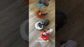 Сфинксы - это любовь с первого взгляда