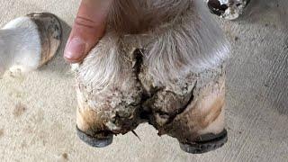 Infected DEEP Hoof Bulb CRACK