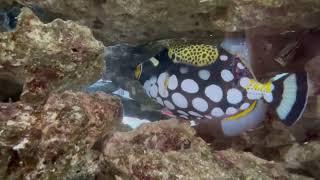 Clown Triggerfish (Balistoides conspicillum)