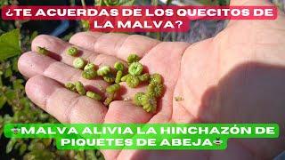 ¡La MALVA No Es Maleza, No la Destruyas! Es REMEDIO Natural para PIQUETES de ABEJAS 