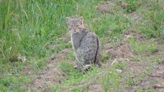 Wildkatze in freier Wildbahn / Wild Cat [Germany]