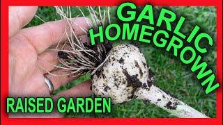  HOW TO GROW and HARVEST GARLIC - PART 2 with TIPS + TRICKS  w/PHOTOS + detailed INSTRUCTIONS