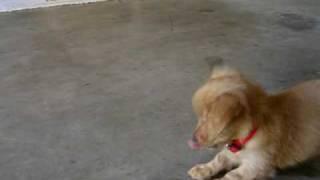 Waffle the goldendoodle puppy vs an ice cube.