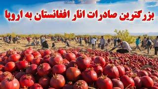 انار با ارزشترین میوه افغانستان در بازار های جهانی Afghanistan pomegranate export