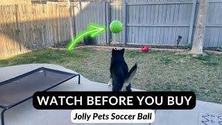 My Dogs Love This Indestructible Ball!