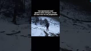 Королева драмы