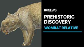 Prehistoric skeletons of Australia's giant 'wombat' Diprotodon excavated in the Pilbara I ABC NEWS