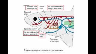 WL Circulatory Organization