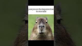 Josephoartigasia Monesi #capybara #capybaralove #fyp #prehistoric #fyp