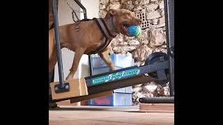 Pitbulls Treadmill #pitbulls#dogsport#dog#sport#apbt#pitbulls#dogsporting#trademill#hunde#terrier