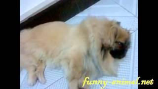 Cute dog snoring 狗狗打呼噜