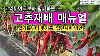 고추재배 매뉴얼 - 밑거름/웃거름, 엽면시비 방안