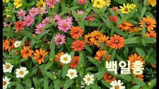 삼형제농원 꽃과함께  봉성리  한강노을빛