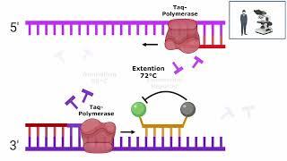 SARS-COV 2 PCR