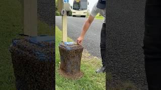 Bin Bees Find New Home #beeswarm #beerescue  #beekeeping