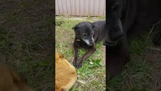Собака матерится человеческим голосом  #shorts #собака  #юмор #dog #животные #ялюблюсобак #humor