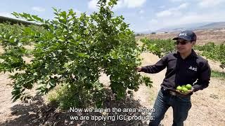 Improving yield and Quality: how ICL products make a difference on lemon crops in Mexico