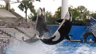 Orca Training Session (7/20/19)