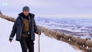 Die Herde zieht in die verschneiten Berge und der Kampf des Hirten mit der Kälte – Dokumentarfilm