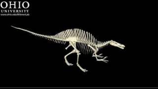 WitmerLab Animation FAIL - Spinosaurus