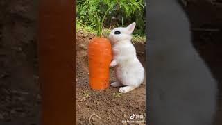 Smart rabbit 