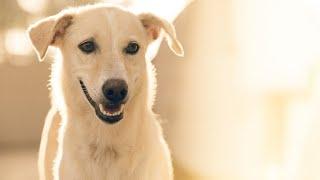 Cute dogs barking videos ||barking sound hd || dogs2635