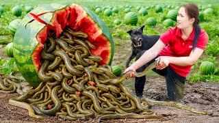 She Opened a Giant Watermelon and Discovered a Horrifying Snake Nest Inside | What happens next?