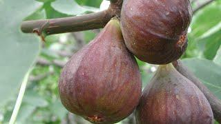 The Fig Tree and its Significance in the Bible