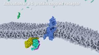 Activation of a G protein coupled receptor at the cell membrane