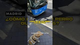 ¿Como es ir con Perro Guía en Bus? 