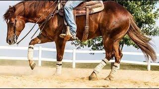 ll Hangin On ll Reining Edit ll