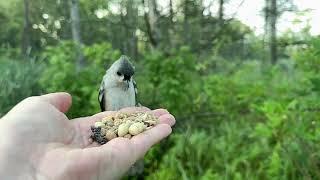 Hand-feeding Birds in Slow Mo - Tufted Titmice