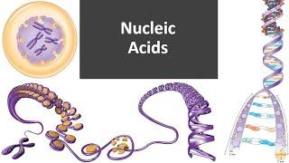 Nucleic Acids