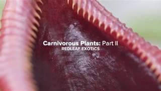 Red Leaf Exotics Nepenthes Greenhouse Tour — Plant One On Me — Ep 047