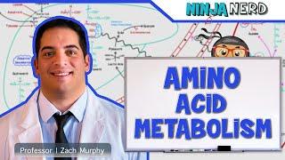 Metabolism | Amino Acid Metabolism