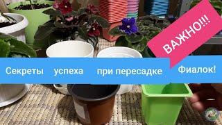 Фиалки! Какой выбрать горшок, чтобы цвели и радовали?