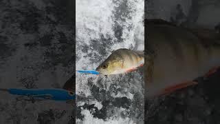 ловля окуня со льда #рыбалка #shortvideo #fishing