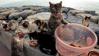 I fed Istanbul street cats with a bucket of delicious wet cat food.